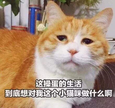 破防猫猫头表情包笼子