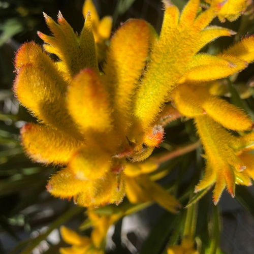  独一无二高雅袋鼠花