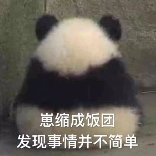金馆长熊猫表情包无字奇