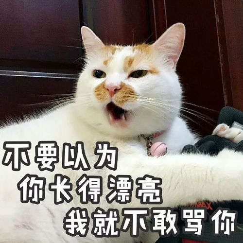  每日吸猫净化灵魂