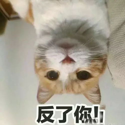  十条笑话儿子喜欢上隔壁家女儿,我该怎么办