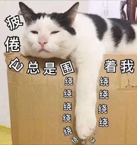  可爱的猫咪表情大全,请收藏备用