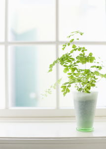  家居植物生活现代健康生活素材图片模板下载2.58mb其他大全生活工作