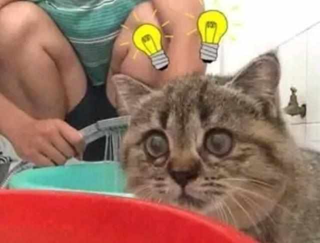  本来猫咪心情很好,发现主人在做这个后,猫咪撒腿就跑