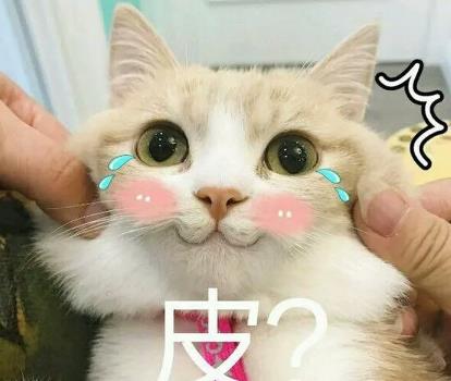 就那么一点点表情包猫咪