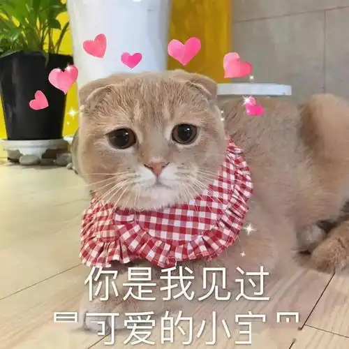  表情包大全传统功夫,点到为止