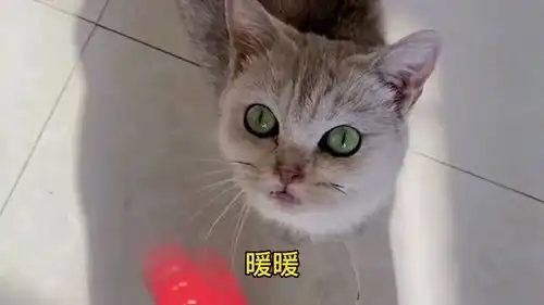  我家猫把孩子叼过来让我吃,我说不想吃猫,它就把狗宝宝叼过来让我吃
