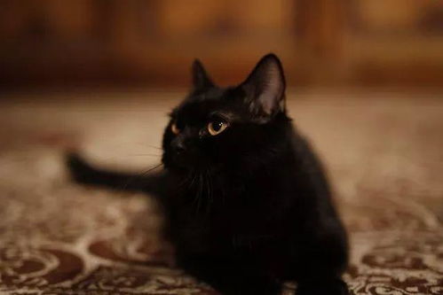  这只黑猫有什么特殊之处陈凯歌拍妖猫传为什么一定要选它