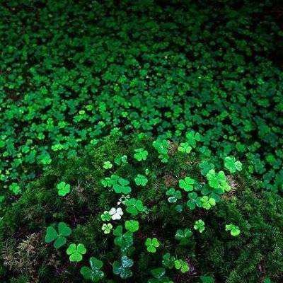  幸运四叶草图片大全吉利的四叶草微信头像唯美