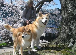  只知道柴犬和秋田日本的狗狗不止这么少,他们有六大天然纪念物