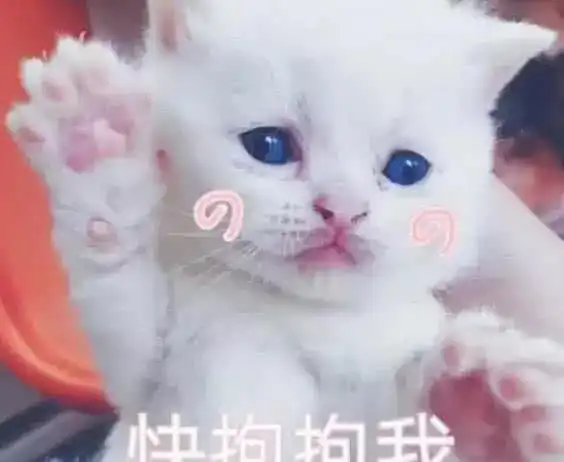  专用道歉表情包火了对这样的女票毫无抵抗力