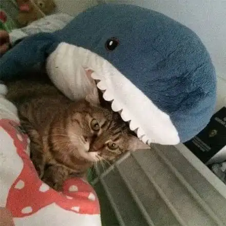  那些被鲨鲨吃掉的可爱的猫猫,太可怕了