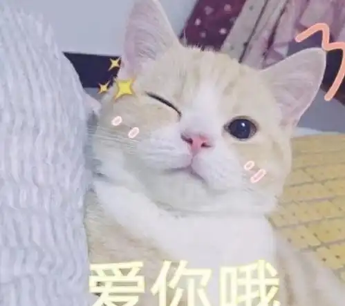  猫咪不必经常洗澡的小技巧,铲屎官可从四点出发帮助小猫保持干净