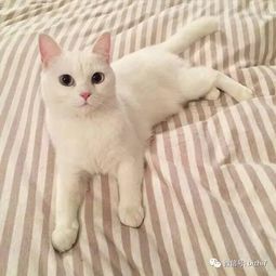 微信头像女士专用猫咪好
