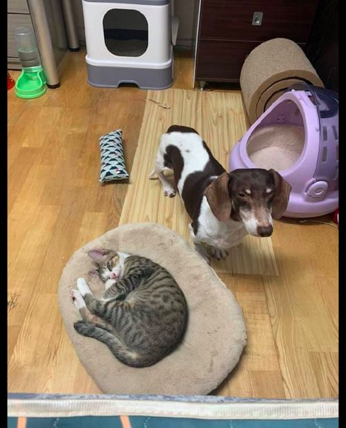  狗狗被猫咪赶下了垫子,表情都气呼呼的我在这个家待不下去了