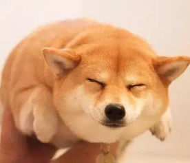  除了柴犬和秋田,日本就没别的狗了