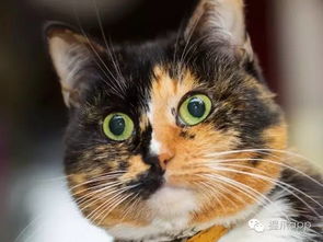  猫咪猝死的六大原因猫奴们不可不慎