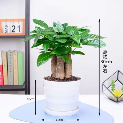  四季发财树盆栽七叶莲吸甲醛鸭脚木客厅办公室开业招财绿植好养活