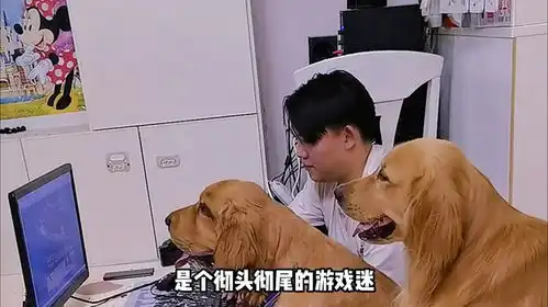  玩游戏的电竞狗,背后的故事给我整破防了金毛流浪狗