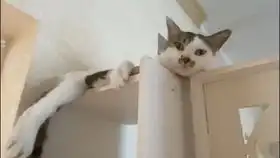  猫猫在线打滚儿你们开学了吗我们不开学了呢