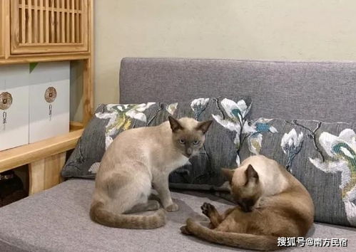  隐秘在安吉清幽竹林里的的避暑民宿,夏日家庭游的绝佳去处丨影竹