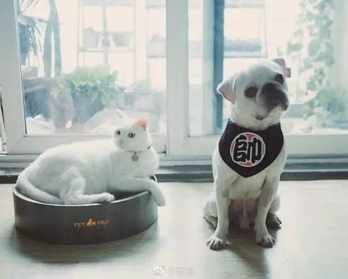  插画丨当旗袍遇上二十四节气,惊艳了岁月