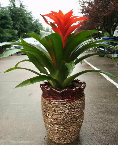  秋冬季节想养花,首选鸿运当头,寓意好,易存活