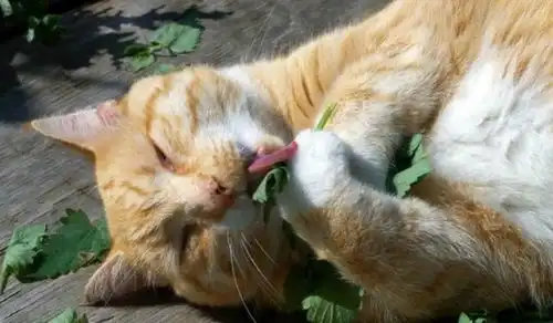  猫咪闻一口就瘫了,吸毒现场变挺尸房,堪称猫界的最强毒品