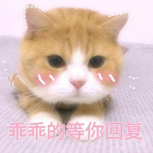 猫可爱表情包可爱