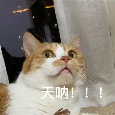  2021超级火很热门的猫咪聊天表情有什么八卦让我听听微信表情