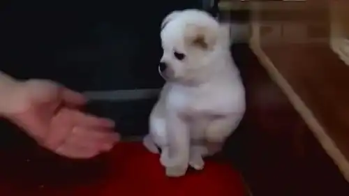  狗狗偷吃东西,被罚站厕所,表情好可怜