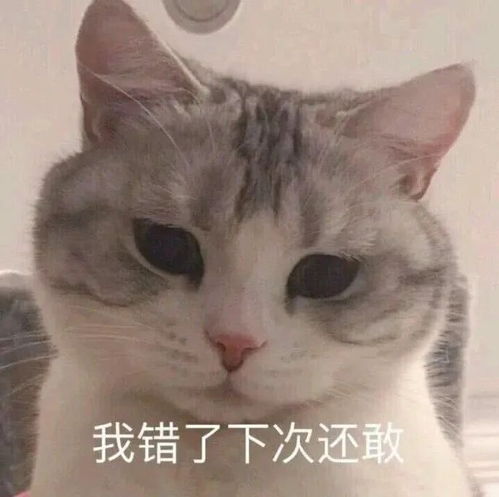  萌宠表情包向老公低头
