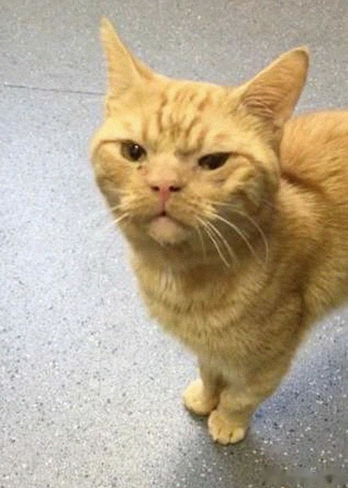  伦敦街头的愤怒猫,不爽的面部表情,让它获救并走红网络