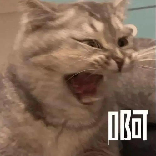  每日沙雕表情包