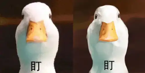  鸭子表情包