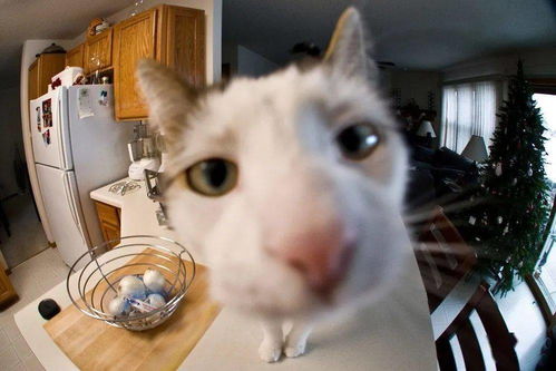  猫猫头表情包