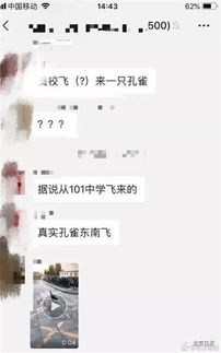  101中学孔雀出逃,这个表情包也火了网友急着上清华北大