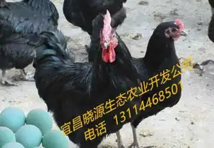 养鸡表情包高清绿壳蛋鸡