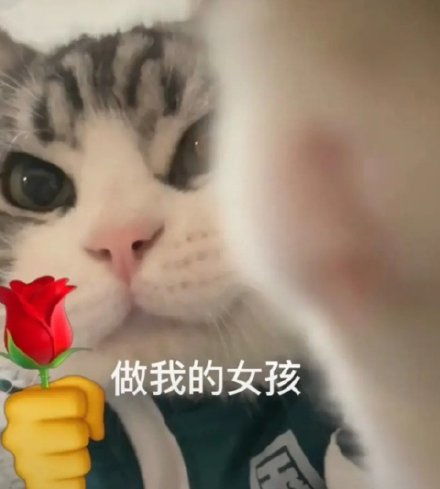  猫咪头拿玫瑰表情包