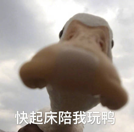  今天也要开心鸭,鸭子系列表情包
