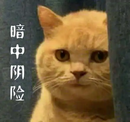 暗中观察什么意思表情猫图片很搞笑