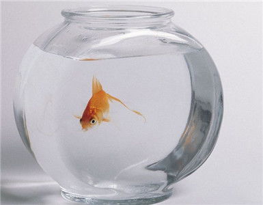  养鱼风水教你选择正确的鱼缸形状
