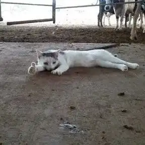  这些猫,厉害了