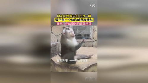  网友动物园内拍下的一幕,猴子每一个动作都是表情包