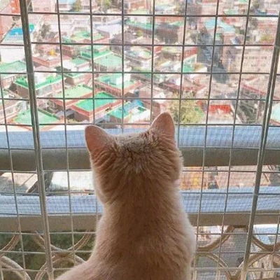  2023最新软萌猫咪背影可爱图片