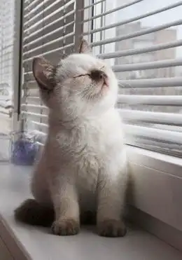  不应隔著玻璃晒太阳