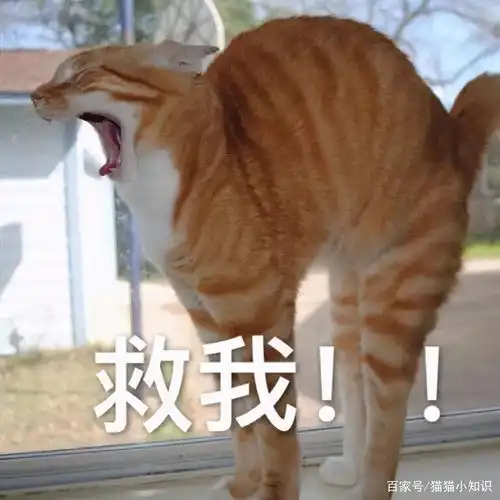 一只白猫旁边一个问号的