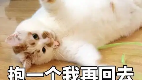  大家还记得这张猫的表情包吗,还记得楼楼和楼板娘吗