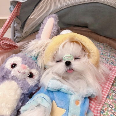  可爱猫咪狗子头像愿你保持可爱与微信头像我要个性网