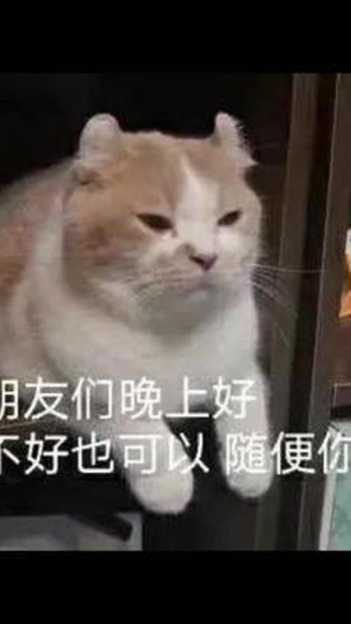  再也不想和水瓶女谈了无语水瓶座表情包我自闭了